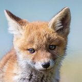 Fox cubs